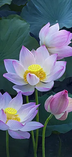 iPhonex/xs/max植物花卉系列壁纸