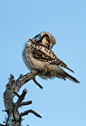 Northern Hawk Owl ... by ErikEK