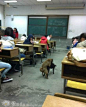假如，某一天你在上课，突然两只狗跑进来干这事，你会有什么样的…