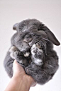 bunny
