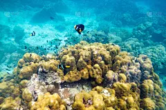 水下的海鱼周围石头五颜六色