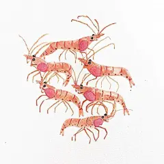 清透梦幻的水彩海洋生物丨画师INS：Jessica ​​​​ 插画艺术作品 ​​​​