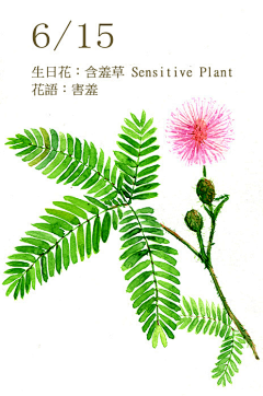头凉的小白采集到花语