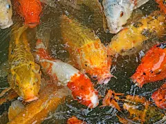 可爱的鲤鱼高清壁纸桌面壁纸1