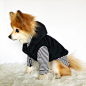 Dog fleece sweater vest, dog sleeveless coat, puppy clothes, pet hoodies, small dogs outerwear, luxury dog jacket, puppy hoodie, dog sweater