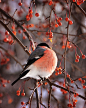 Eurasian bullfinch