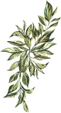 春季唯美水彩手绘鲜花植物花卉叶子请柬海报装饰免抠PNG图案素材 (42)