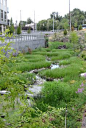 A roadside rain garden that stores stormwater and allows it to infiltrate into the soil.