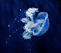精美绝伦的水下水母摄影作品欣赏(4)