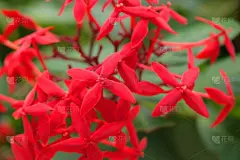 尖的,红色,特写,舒服,伊克索拉,照片,清新,热带气候,泰国,禅宗