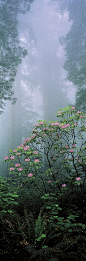 Rising from the Mist, Redwood National Park, California