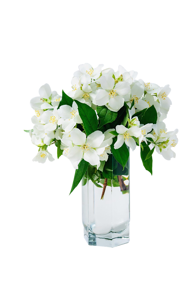 茉莉花