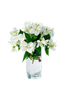 茉莉花