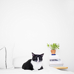 Etum采集到猫