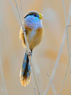 老付_23采集到Bird / 大鸟