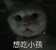 淑安先生采集到猫