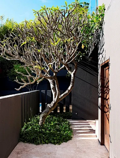 西瓜瓜123采集到植物选型