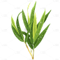 手绘-写实竹子竹叶植物元素贴纸3