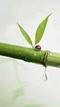 惊蛰清新感实景近景植物昆虫水珠组合背景