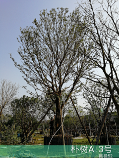 maryzhao采集到植物—点景树及树池