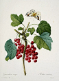 by Pierre Joseph Redouté，图上植物是 Ribes ，即 茶藨子属 的植物,英文统称为currant。说茶藨子大家可能不熟悉，但是 茶藨子属的果子统称【醋栗】，其中有一个果实黑色的种叫【黑穗醋栗】，又叫做【黑加仑】(是 blackcurrant 的音译），著名的黑加仑，其实就是这东西的亲戚。 北方的同学也许吃过“灯笼果”或者“山樱桃”，一种极酸的小野果，那也是 茶藨子属东西的浆果。 总之,currant一般是 口感脆爽,味道很酸,完全是酸掉牙,一想就流口
