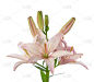 莉莉花