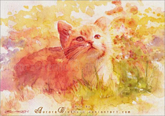璇子采集到猫咪