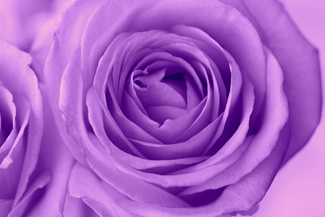 紫色玫瑰花的图片_彼岸图网