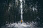 Tree, forest, nature and land | HD photo by Thom Holmes (@thomholmes) on Unsplash : Download this photo in Scarborough, United Kingdom by Thom Holmes (@thomholmes)