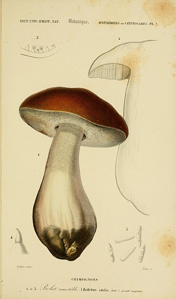 Boletus edulis （牛肝菌科...