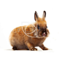 Rabbit sitting against white Easter bunny