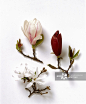 Three examples of magnolias, pink and red Magnolia x soulangeana and white Magnolia stellata (Star magnolia), close-up_创意图片