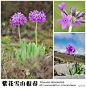 Primula chionantha 紫花雪山报春
#青藏高原野花#№008．紫花雪山报春，Primula chionantha，报春花科，报春花属。在流石滩的缝隙里，报春花在蓝色天空之下，愉悦而灿烂，是沿途最惹眼的野花。从乱石间直到灌木丛边缘，雪山报春展现出多种造型：高矮、肥瘦、疏密、浅深。说是它们都终究归并到同一学名之下来的。（摄影@天冬 ）