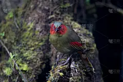 鸟:成年红脸liochichla (liochichla ripponi)