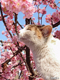 樱花猫咪
