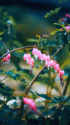 今天去吃烧烤采集到花素材