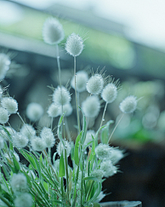 芋圆桃桃采集到一花一世界