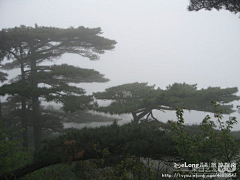 easyvc采集到雨雾中的黄山松,多图, NE