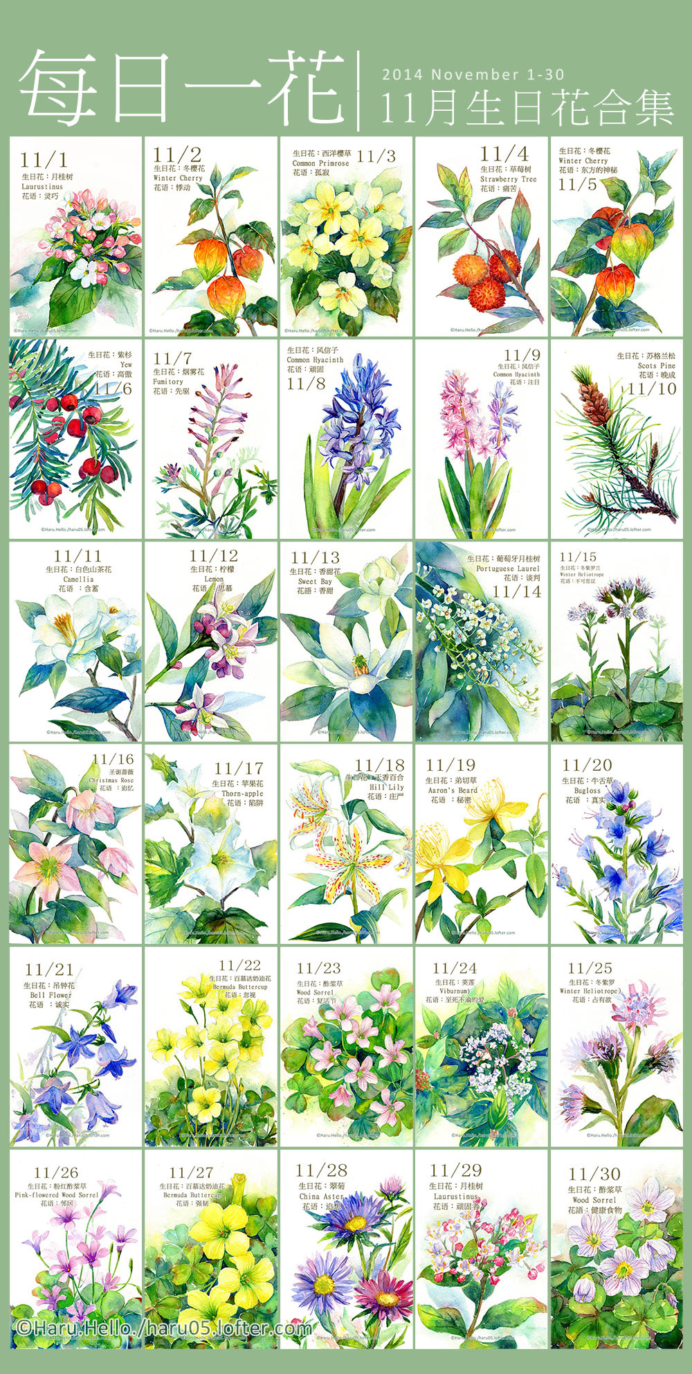 11月生日花合集 我已经画 Haru Hello 微博 豆芽君的haru酱