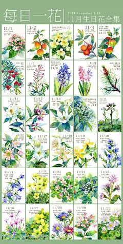 11月生日花合集！！！我已经画-Haru. Hello.  微博:豆芽君的haru酱