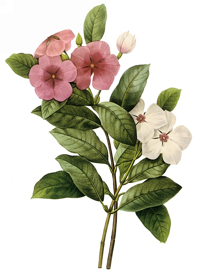 国外手绘植物花朵大全图片_1583x22...