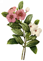 国外手绘植物花朵大全图片_1583x2200<br/>点击浏览下一张：国外手绘植物花朵大全图片