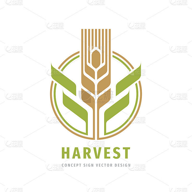 丰收谷物谷物标志创意插图。小麦穗有机标志。生态标志。生物自然徽章。农业的概念。设计元素。矢量图标。