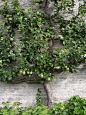 espaliered apple tree