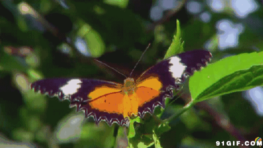 蝴蝶飞动态图gif蝴蝶