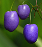 Australia  Paroo Lily, Purple Cerulean Flaxlily  Shown: Detail of mature fruit.: 