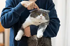 点击来源直接获取大图文件 |Holding a British shorthair cat and pointing to its head