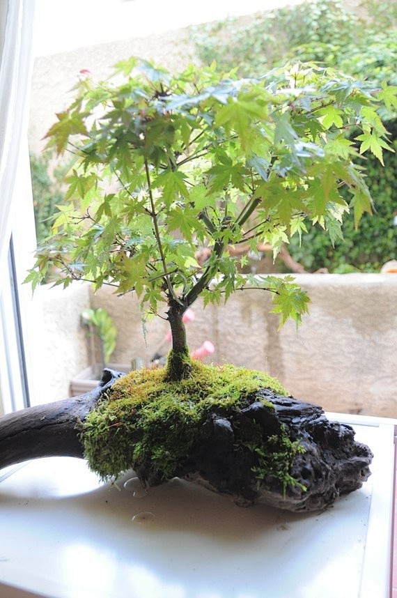 A Maple Bonsai set o...