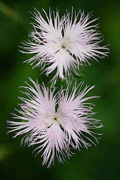 花花ing采集到花