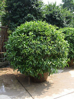 小虫虫的植物园林采集到Q-球类（塔型）